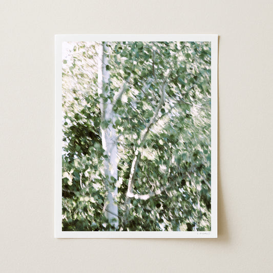 QUAKING ASPENS I - 20x16 Print