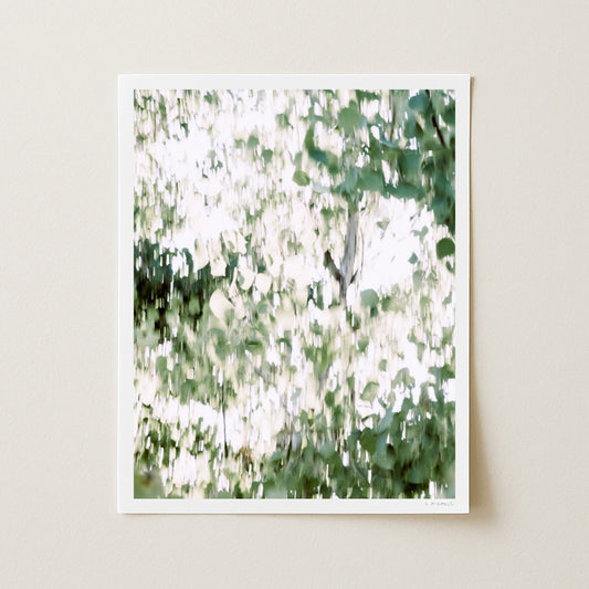 QUAKING ASPENS II - 20x16 Print